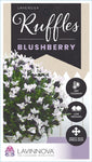 Lavandula Blushberry Ruffles