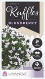 Lavandula Blushberry Ruffles