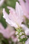 Lavandula Fairy Wings Blush Whimsical