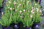 Lavandula Fairy Wings Blush Whimsical