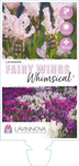 Lavandula Fairy Wings Blush Whimsical