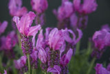 Lavandula Fairy Wings Radiance