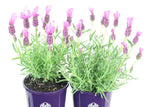 Lavandula Fairy Wings Radiance