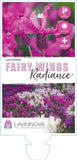 Lavandula Fairy Wings Radiance