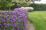 Lavandula Fairy Wings Spellbound