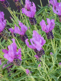 Lavandula Fairy Wings Spellbound