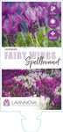 Lavandula Fairy Wings Spellbound