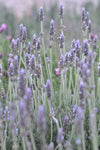 Lavandula Frenchette