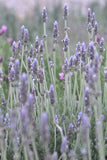 Lavandula Frenchette