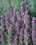 Lavandula Frenchette