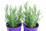 Lavandula Frenchette