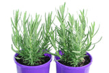 Lavandula Frenchette