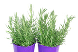 Lavandula Frenchette