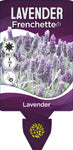 Lavandula Frenchette