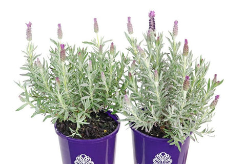 Lavandula Iceberry Ruffles