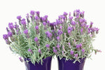 Lavandula Iceberry Ruffles