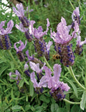 Lavandula Lavender Lace