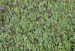 Lavandula Lavender Lace