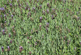 Lavandula Lavender Lace