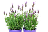 Lavandula Lavender Lace