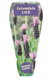 Lavandula Lavender Lace