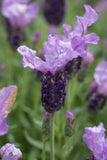 Lavandula Lilac Lace