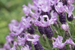 Lavandula Lilac Lace