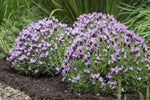 Lavandula Lilac Lace