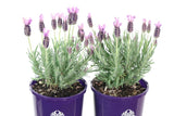 Lavandula Lilac Lace