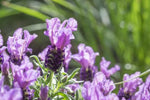 Lavandula Pink Lace