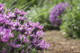 Lavandula Pink Lace