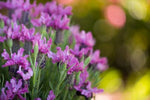 Lavandula Pink Lace