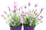 Lavandula Pink Lace