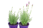 Lavandula Pink Lace