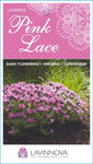 Lavandula Pink Lace