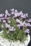 Lavandula Pinkberry Ruffles