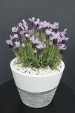 Lavandula Pinkberry Ruffles