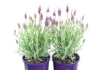 Lavandula Pinkberry Ruffles