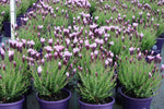 Lavandula Pinkberry Ruffles