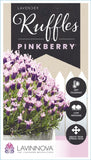 Lavandula Pinkberry Ruffles