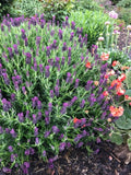 Lavandula Plumberry Ruffles