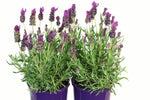 Lavandula Plumberry Ruffles