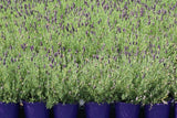 Lavandula Plumberry Ruffles