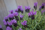 Lavandula Purpleberry Ruffles