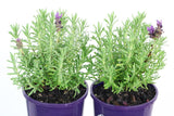 Lavandula Purpleberry Ruffles