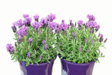 Lavandula Purpleberry Ruffles