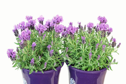 Lavandula Purpleberry Ruffles