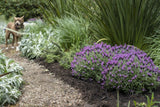 Lavandula Razzleberry Ruffles