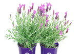 Lavandula Razzleberry Ruffles