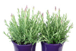 Lavandula Razzleberry Ruffles